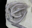 Agaricocrinus & Scytalocrinus Crinoid Association - Indiana #27563-2